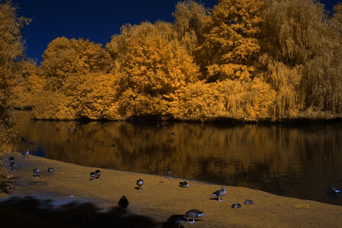Infrarot-Fotografie 600 nm (Rotfilter), Vogelinsel auf dem Appelhoff-Weiher (1), Infrarot-Fotografie
