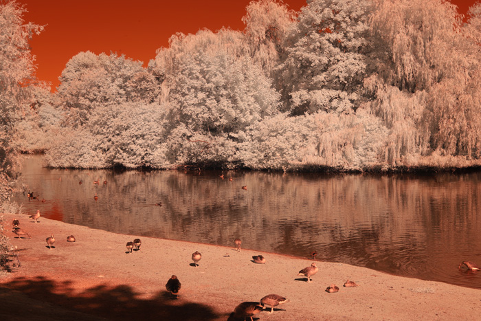 Infrarot-Fotografie 600 nm (Rotfilter), Vogelinsel auf dem Appelhoff-Weiher (1), Infrarot-Fotografie