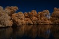Vogelinsel auf dem Appelhoff-Weiher (2), Infrarot-Fotografie 600 nm (Rotfilter)