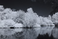 Vogelinsel auf dem Appelhoff-Weiher (1), Infrarot-Fotografie 830 nm