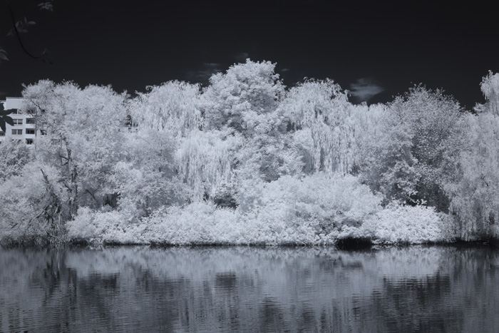 Infrarot-Fotografie 830 nm, Vogelinsel auf dem Appelhoff-Weiher (1), Infrarot-Fotografie