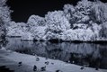 Vogelinsel auf dem Appelhoff-Weiher (3), Infrarot-Fotografie 830 nm (Schwarzweiß)