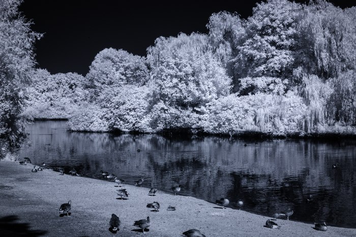 Infrarot-Fotografie 830 nm (Schwarzweiß), Vogelinsel auf dem Appelhoff-Weiher (3), Infrarot-Fotografie
