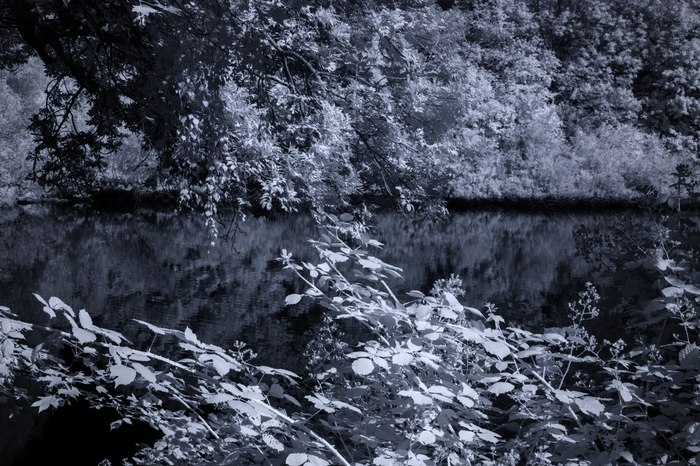 Infrarot-Fotografie 830 nm (Schwarzweiß), Vogelinsel auf dem Appelhoff-Weiher (3), Infrarot-Fotografie